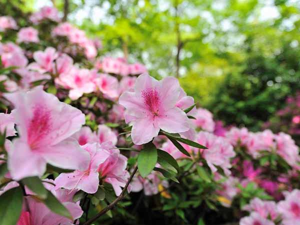 Best Places for Wuxi Spring Trip