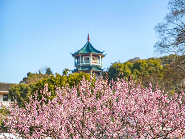 Plum Garden (Meiyuan Garden)
