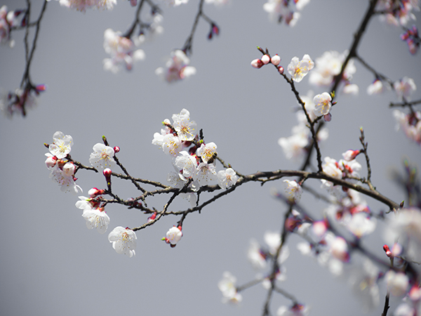 See Spring Flowers in Xi'an