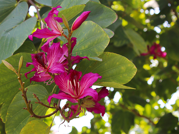 See Spring Flowers in Xi'an