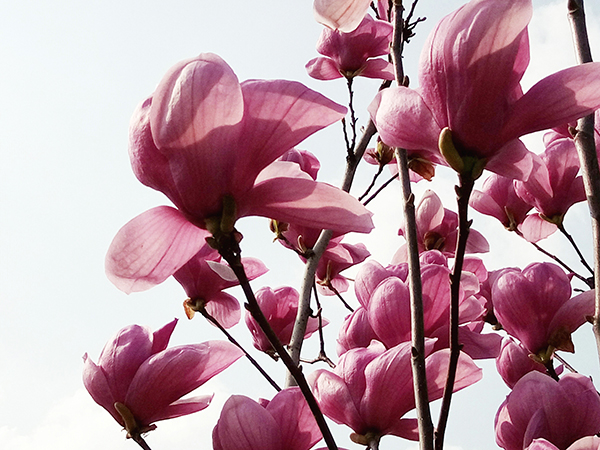See Spring Flowers in Xi'an