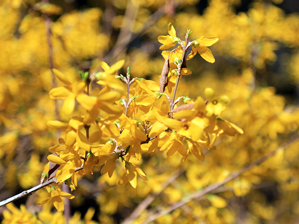 See Spring Flowers in Xi'an
