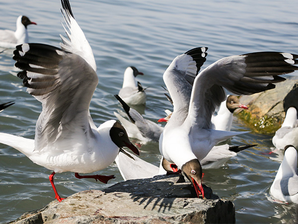 Bird Island