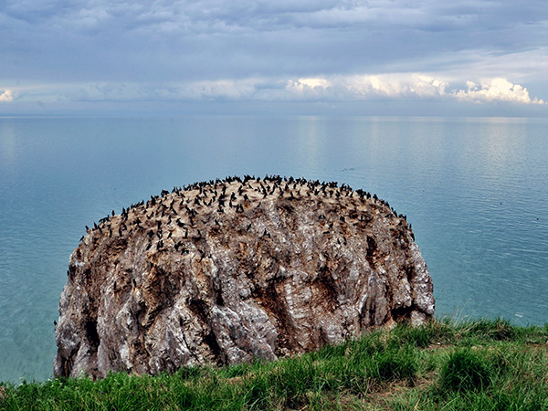 Bird Island