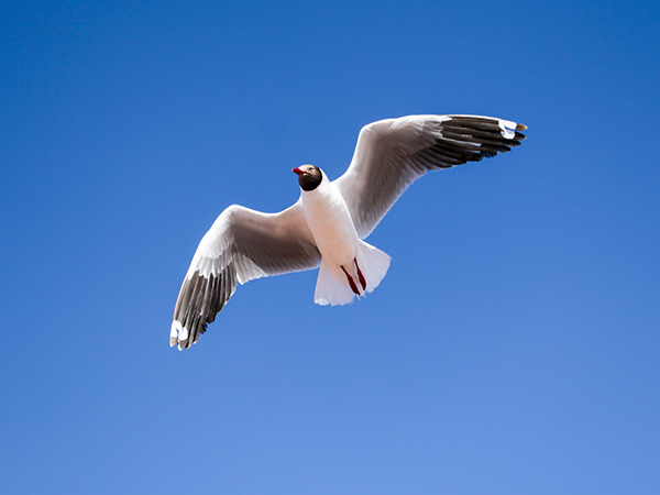 Bird Island