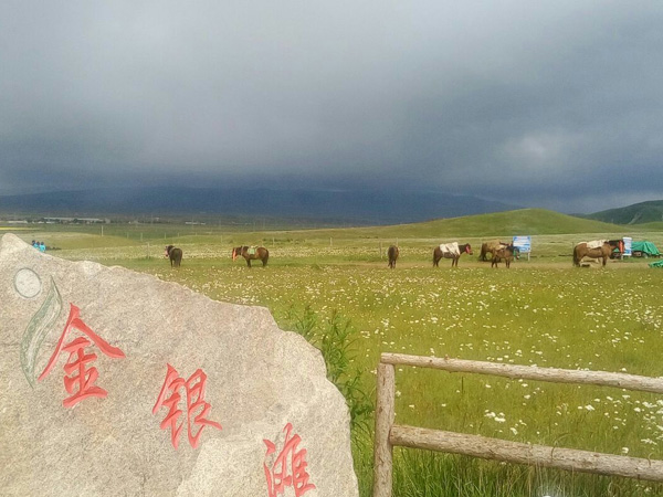 Gold and Silver Grassland