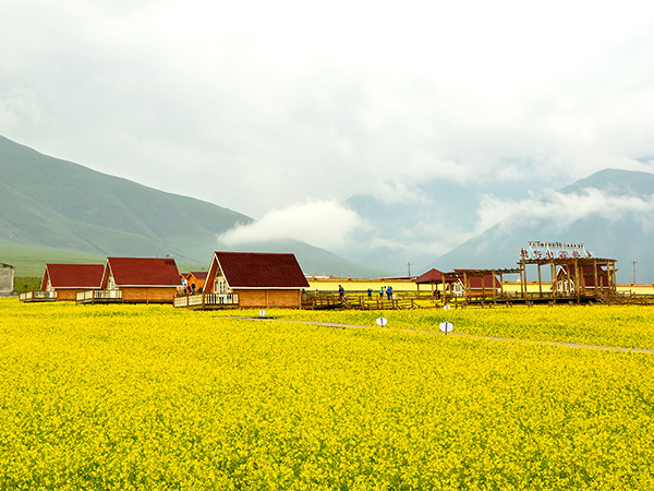 Menyuan Rape Flower Scenic Spot