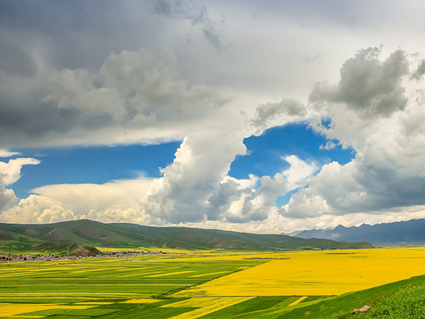 Menyuan Rape Flower Scenic Spot