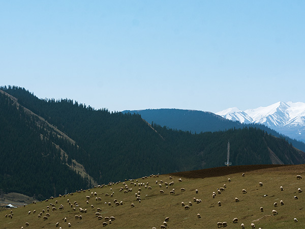Qilian Mountain Grassland