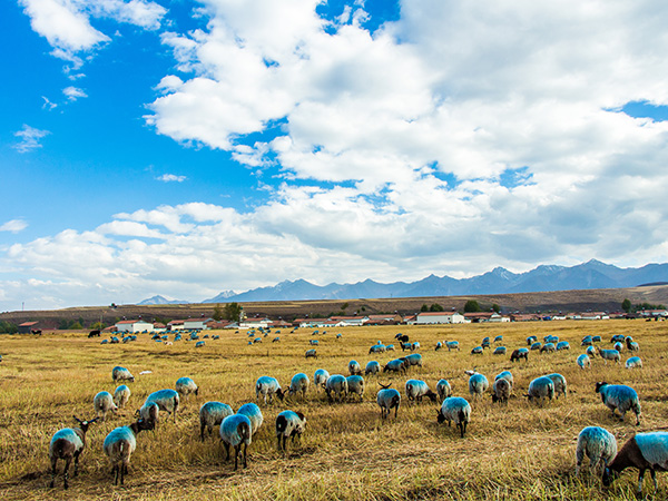 Qilian Mountain Grassland