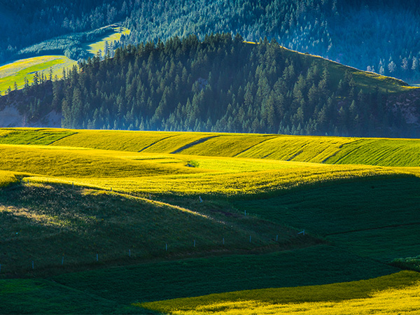 Qilian Mountain Grassland