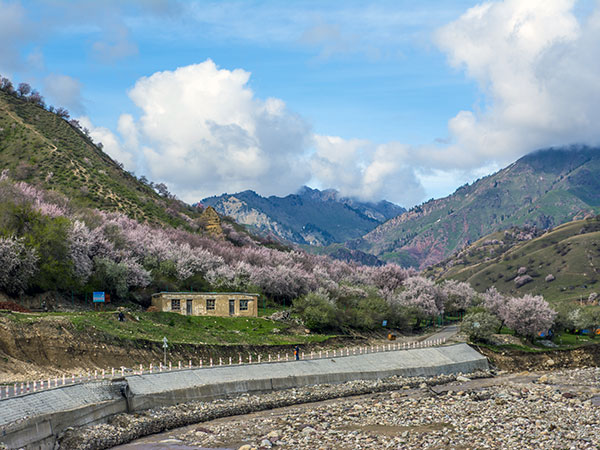 /pic/city/xinjiang/tips/apricot-blossom-01.jpg