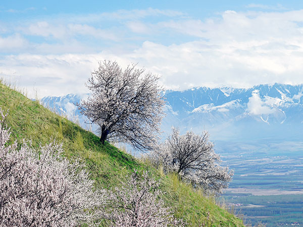 /pic/city/xinjiang/tips/apricot-blossom-02.jpg