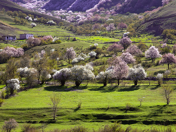 /pic/city/xinjiang/tips/apricot-blossom-04.jpg