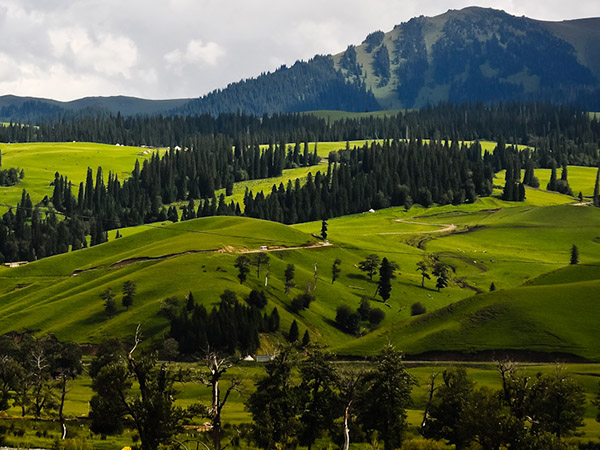Most Beautiful Grasslands in Xinjiang - Nalati Grasslands