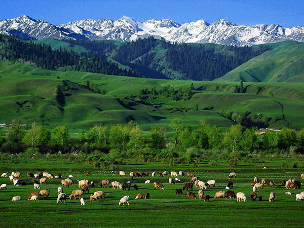 /pic/city/xinjiang/tips/grasslands-in-xinjiang-02.jpg