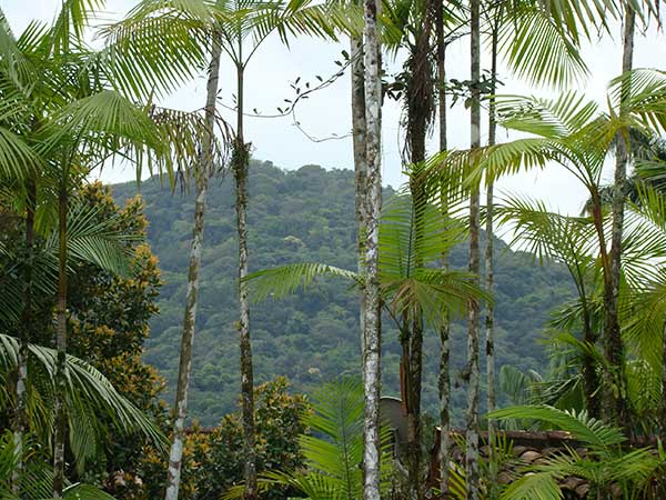 Tropical Rainforest of Xishuangbanna