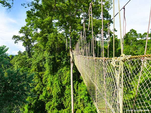 Wangtianshu (Parashorea Cathayensis) Aerial Walkway