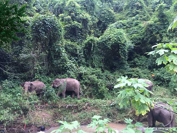 Wild Elephant Valley Forest Park