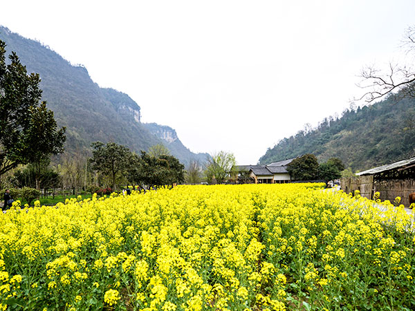 Wulingyuan Scenic Area