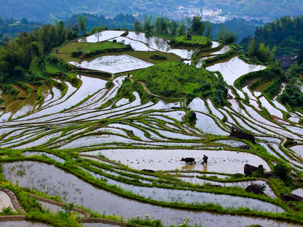 Zhejiang Yunhe Rice Terrace