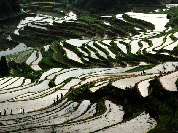 Zhejiang Yunhe Rice Terrace