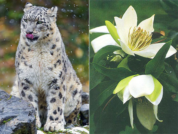 mt everest nature reserve