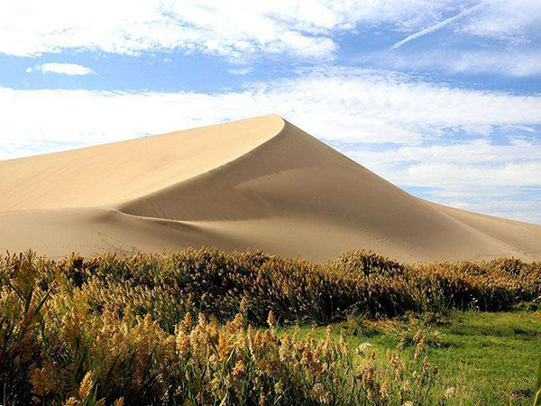 desert oasis silk road desert oasis silk road