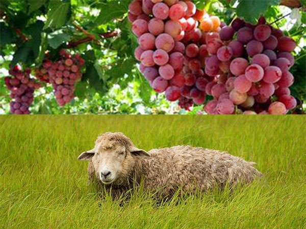 grape sheep grape sheep