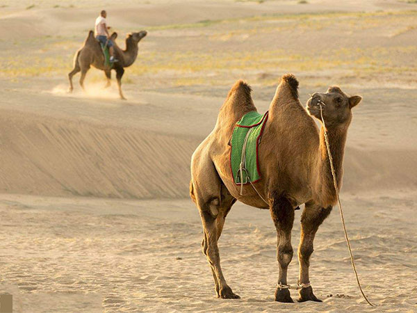 silk road camel silk road camel