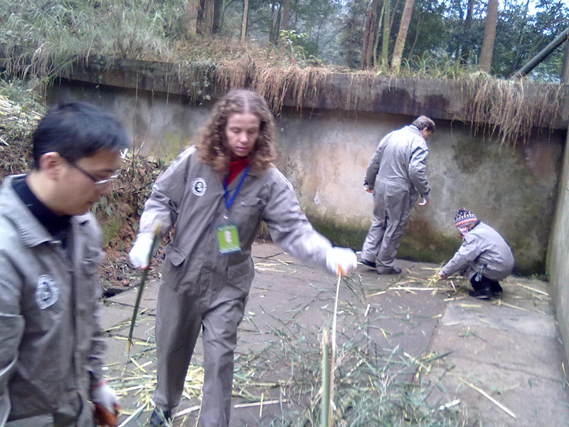 Volunteering with Giant Panda in Chengdu