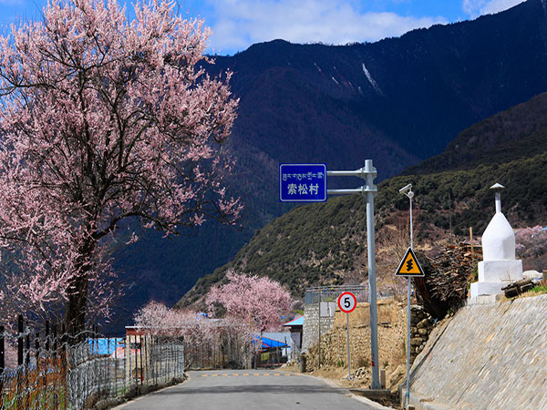 Peach blossom in Ningychi