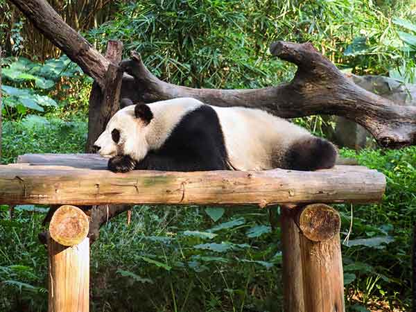 Giant Panda in China