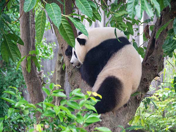 Giant Panda in Chengdu