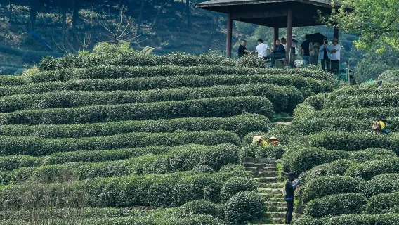 Longjing Village Tea Experience — itinerary scenery