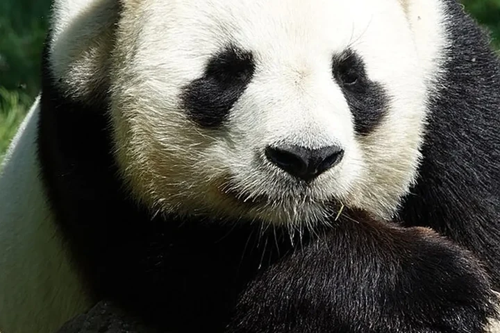 Giant panda in Chengdu