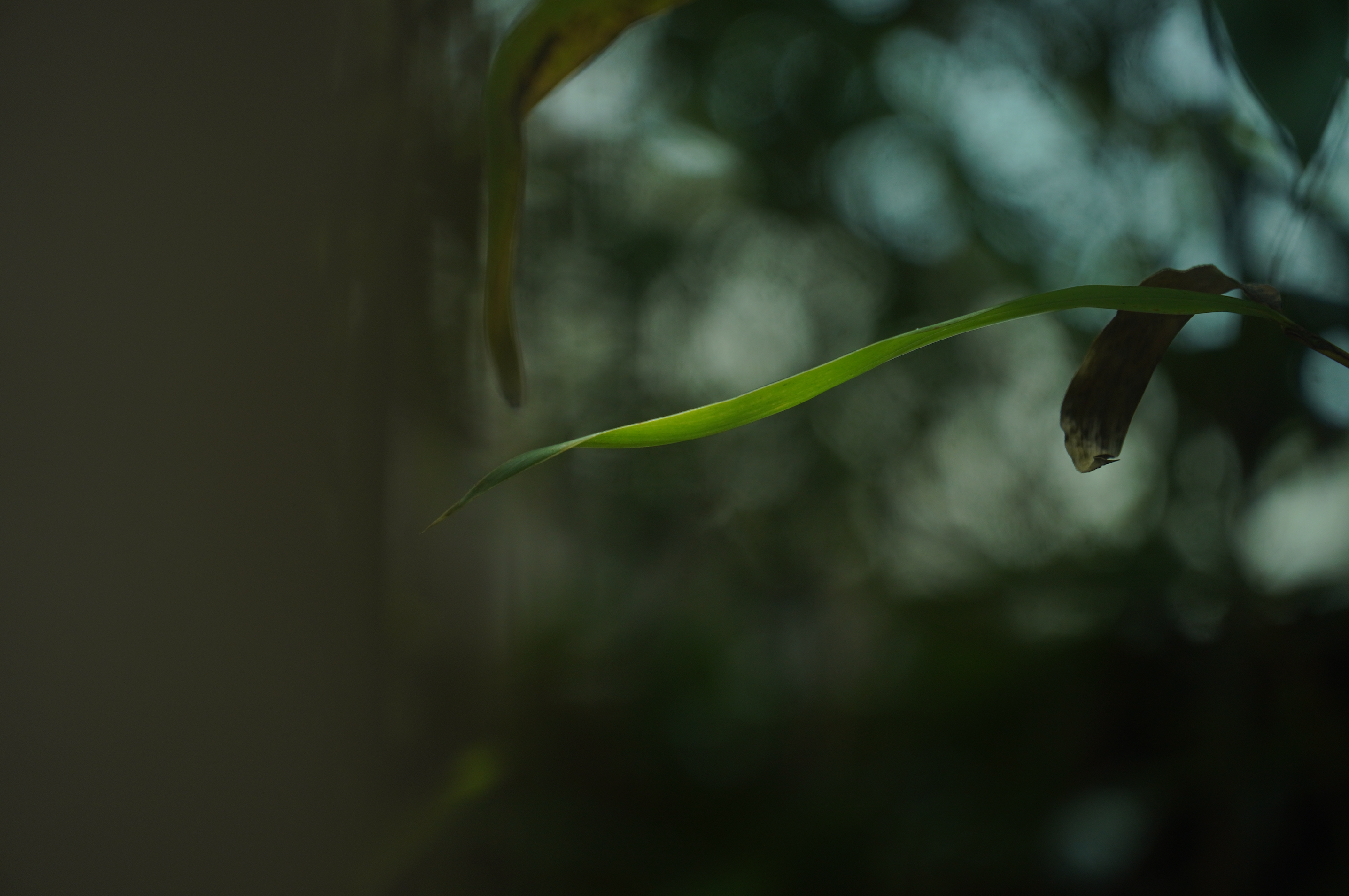 A leaf held in soft natural light