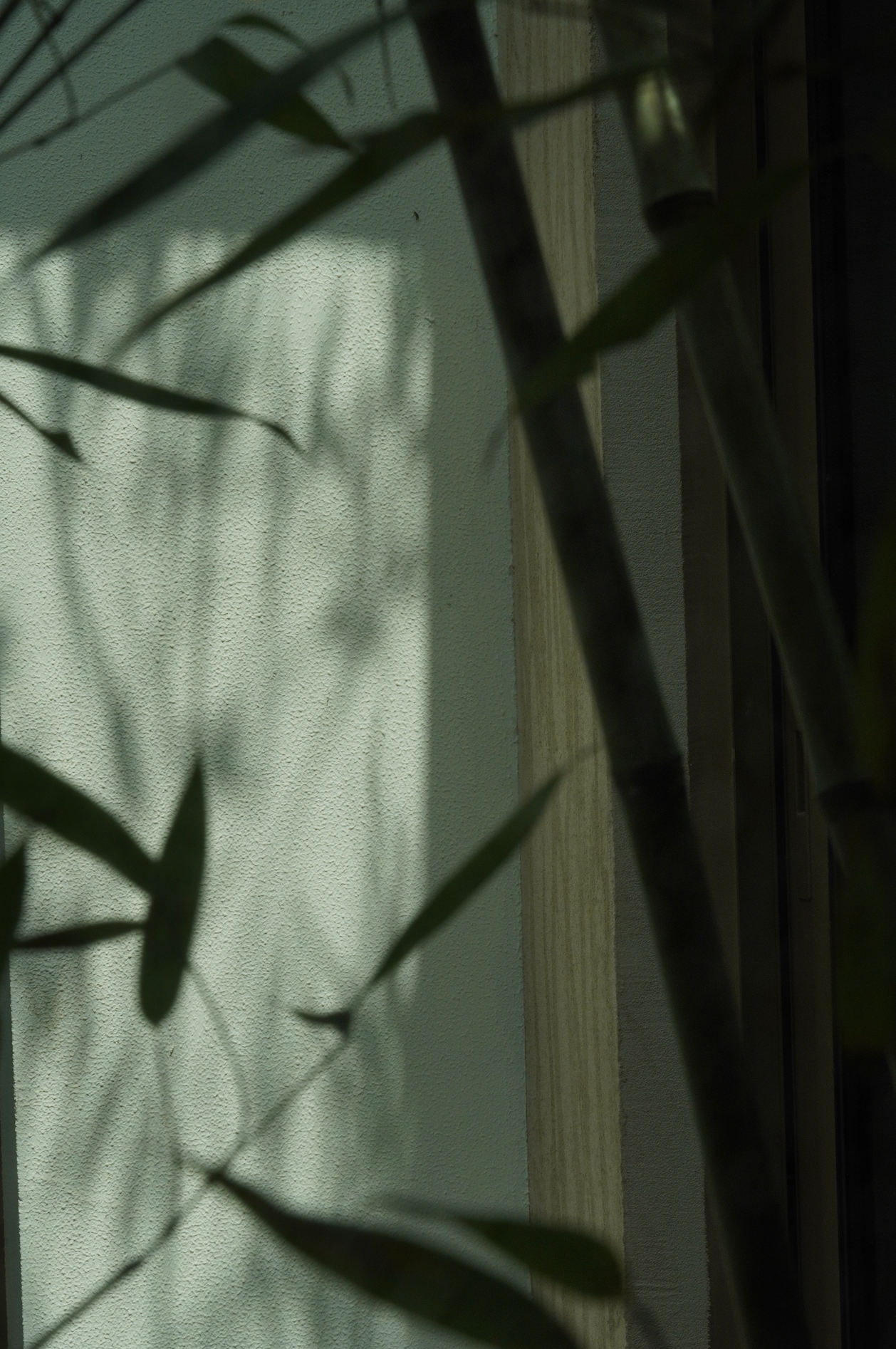 Bamboo shadows